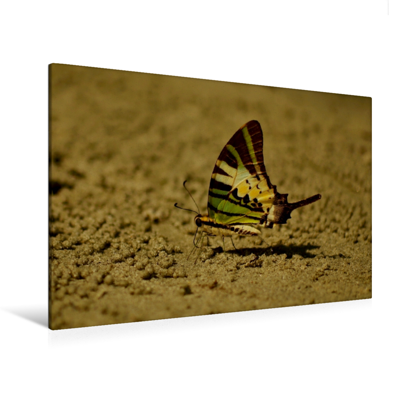 Graphium antiphates - Ein Motiv aus dem Kalender Zarte Schönheiten - Schmetterlinge Malaysias (Premium Textil-Leinwand, Bild auf Keilrahmen)