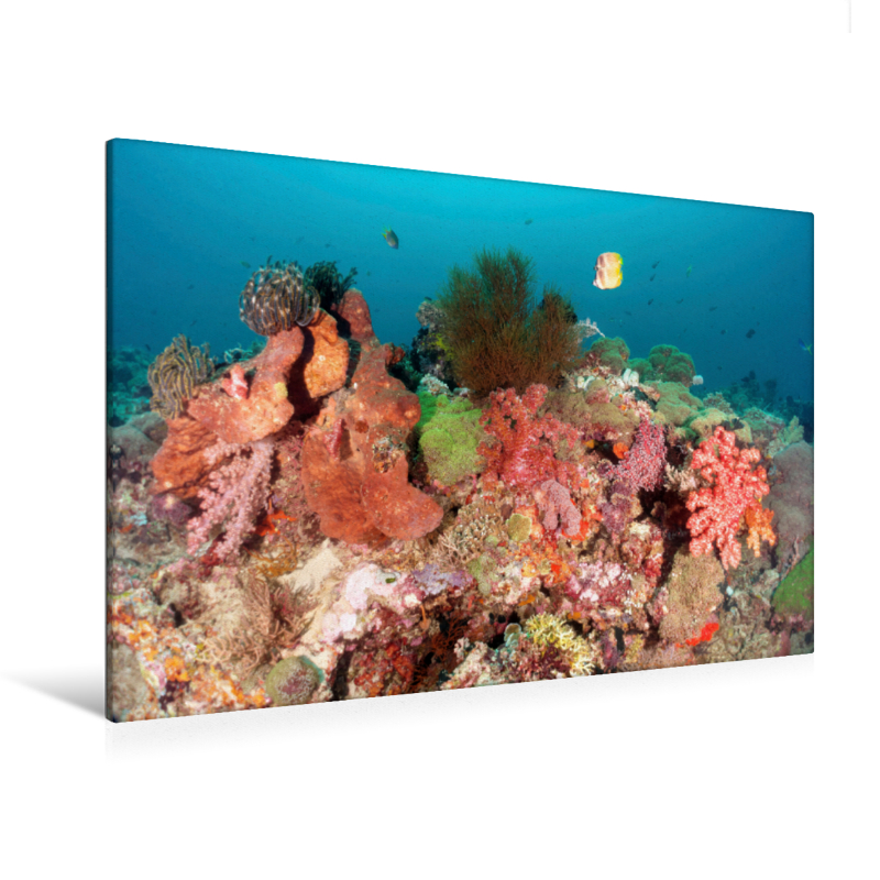 Farbenfrohe Rifflandschaft mit Falterfischen (Premium Textil-Leinwand, Bild auf Keilrahmen)