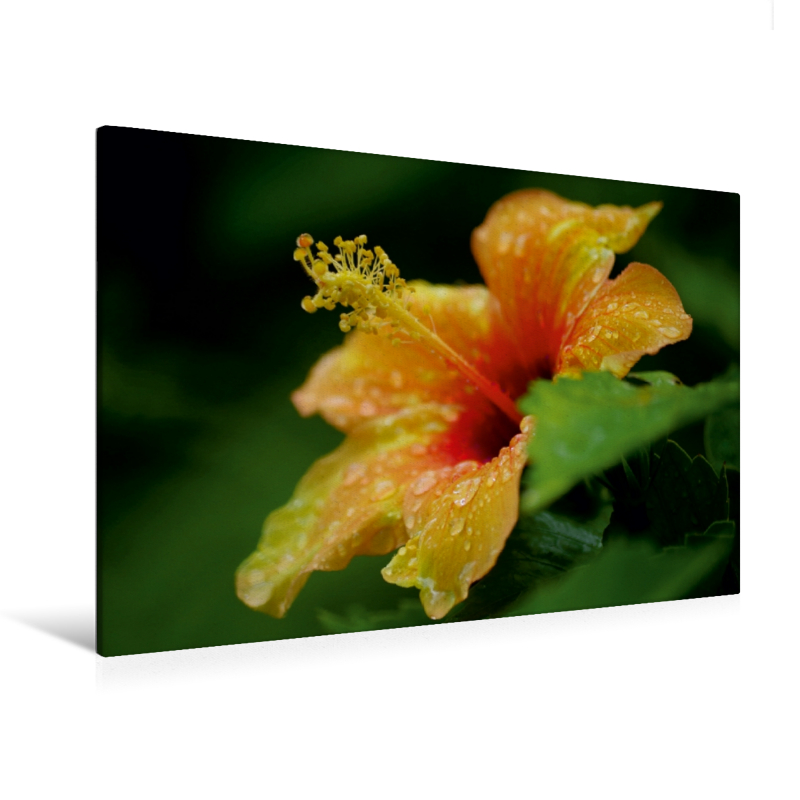 Ein Motiv aus dem Kalender Zarte Schönheiten - Feine Hibiskusblüten (Premium Textil-Leinwand, Bild auf Keilrahmen)