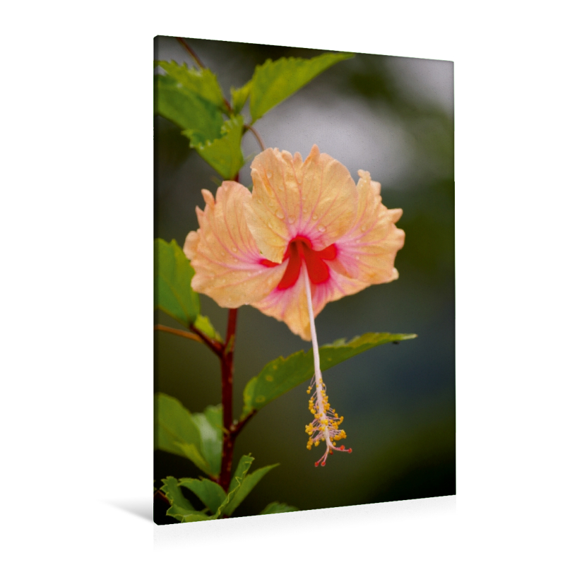 Ein Motiv aus dem Kalender Zarte Schönheiten - Herrliche Hibiskusblüten (Premium Textil-Leinwand, Bild auf Keilrahmen)