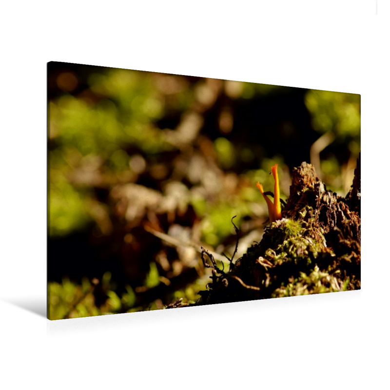 Klebriger Hörnling im Sonnenschein - Ein Motiv aus dem Kalender Stille Welt Waldboden (Premium Textil-Leinwand, Bild auf Keilrahmen)