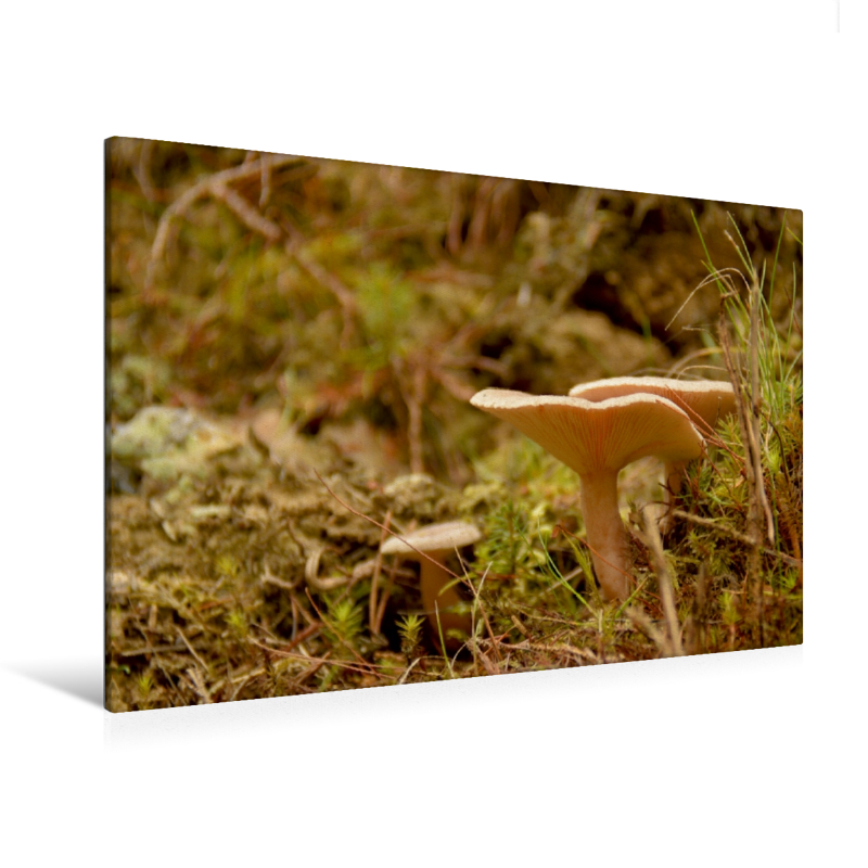 Lamellen Pilz - Ein Motiv aus dem Kalender Stille Welt Waldboden (Premium Textil-Leinwand, Bild auf Keilrahmen)