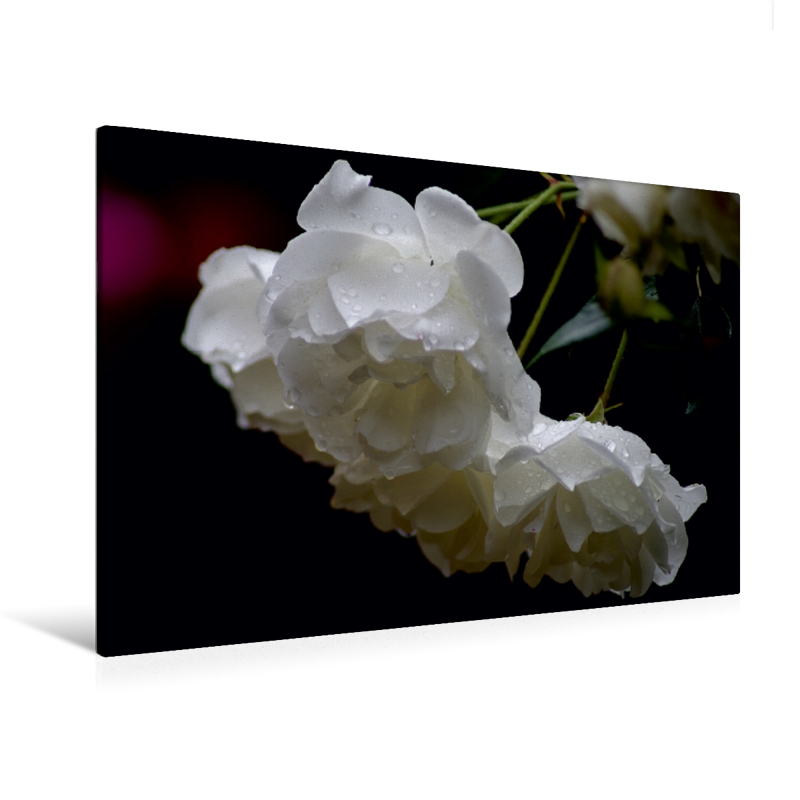 Ein Motiv aus dem Kalender Zarte Schönheiten - Herrliche Rosen (Premium Textil-Leinwand, Bild auf Keilrahmen)