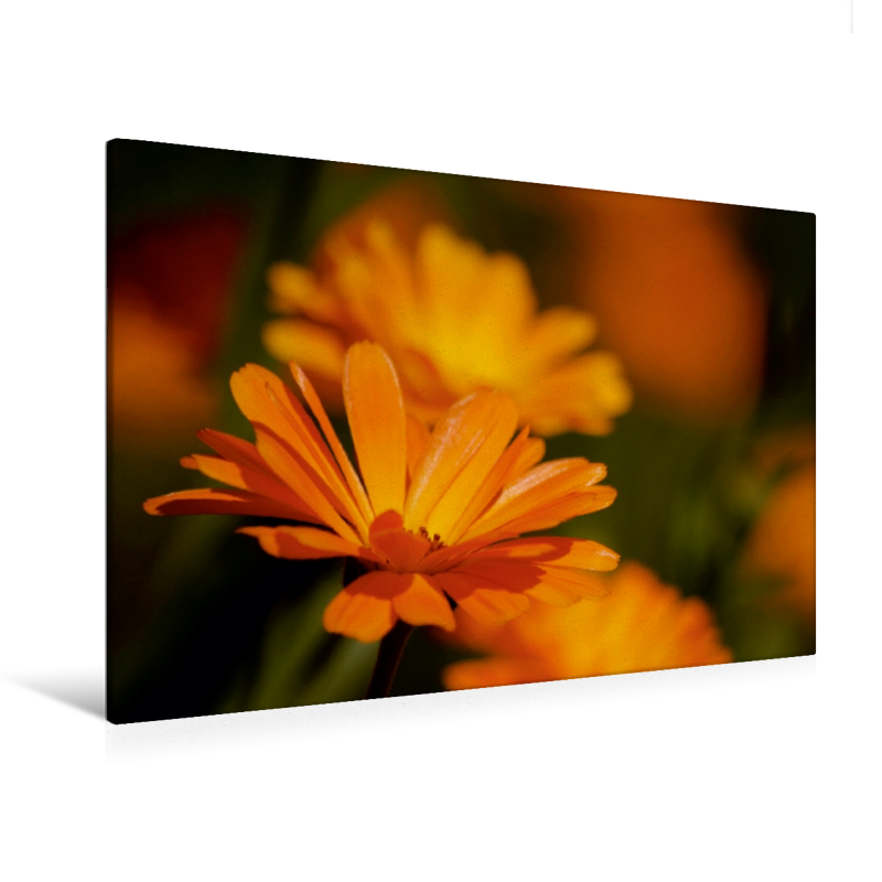 Ringelblume (Calendula officinalis) - Ringelblumen (Premium Textil-Leinwand, Bild auf Keilrahmen)