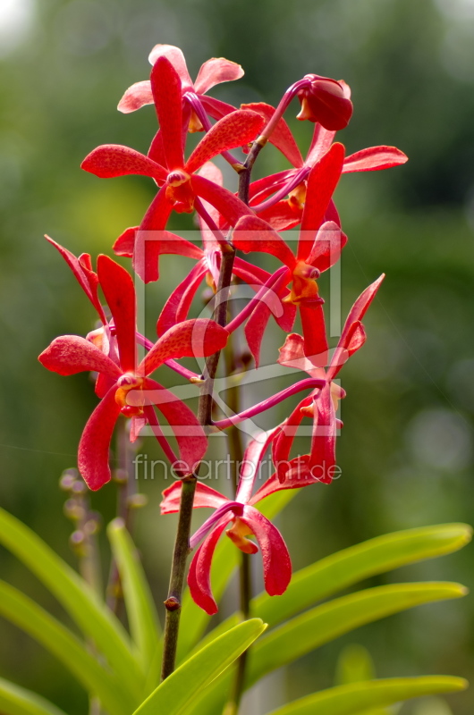 Orchidee