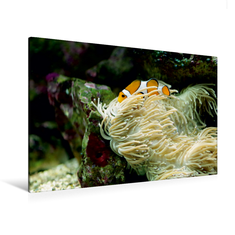 Anemonenfisch, Clownfisch (Amphiprion) (Premium Textil-Leinwand, Bild auf Keilrahmen)