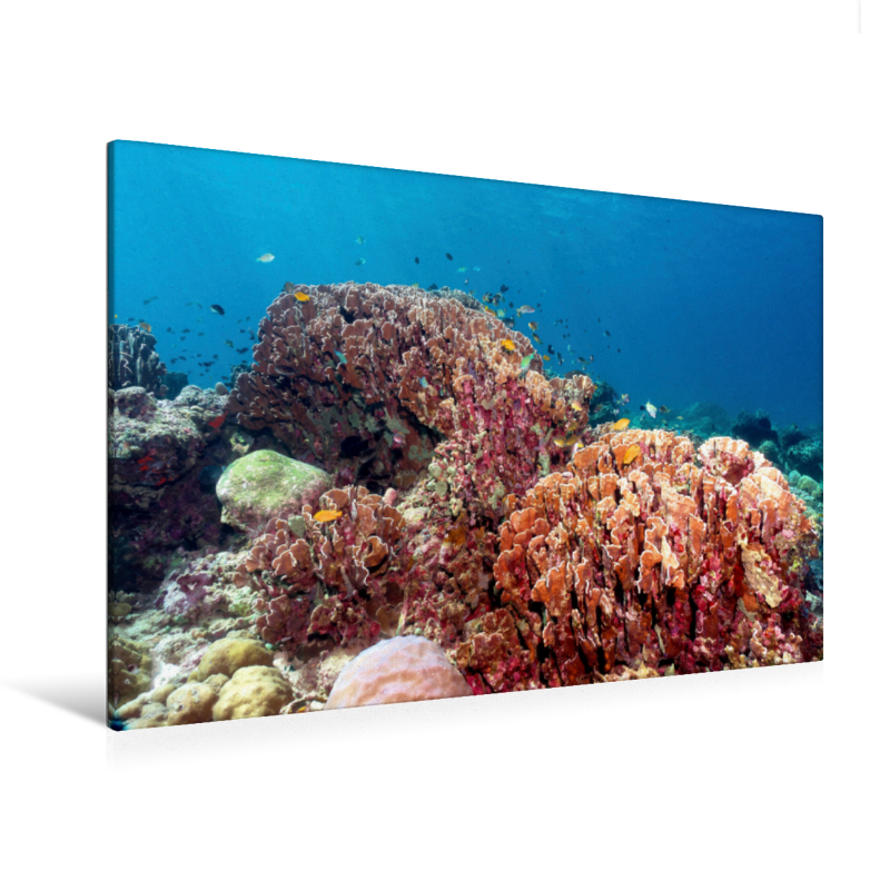 Kleine Fischlein um Hartkorallen (Premium Textil-Leinwand, Bild auf Keilrahmen)