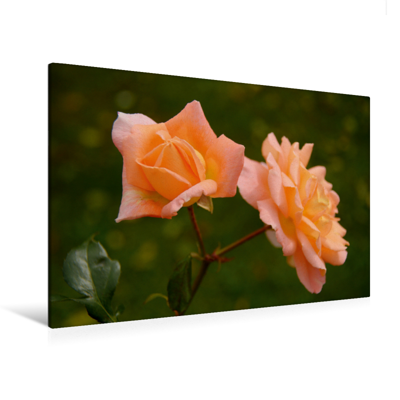 Ein Motiv aus dem Kalender Zarte Schönheiten - Rosen (Premium Textil-Leinwand, Bild auf Keilrahmen)