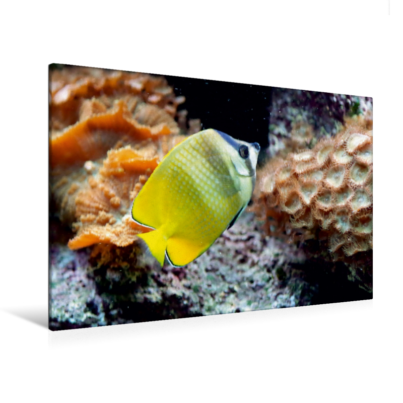Ein Motiv aus dem Kalender Bunte Riffbewohner - Fische, Anemonen und noch viel mehr (Premium Textil-Leinwand, Bild auf Keilrahmen)