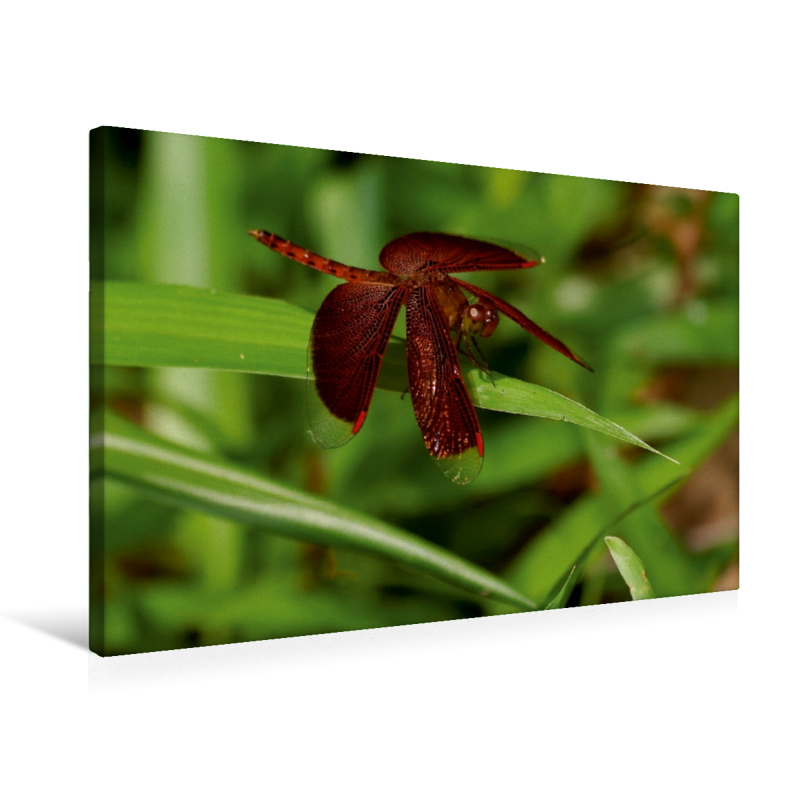 Neurothemis fluctuans - Ein Motiv aus dem Kalender" Zarte Schönheiten - Libellen Malaysias" (Premium Textil-Leinwand, Bild auf Keilrahmen)
