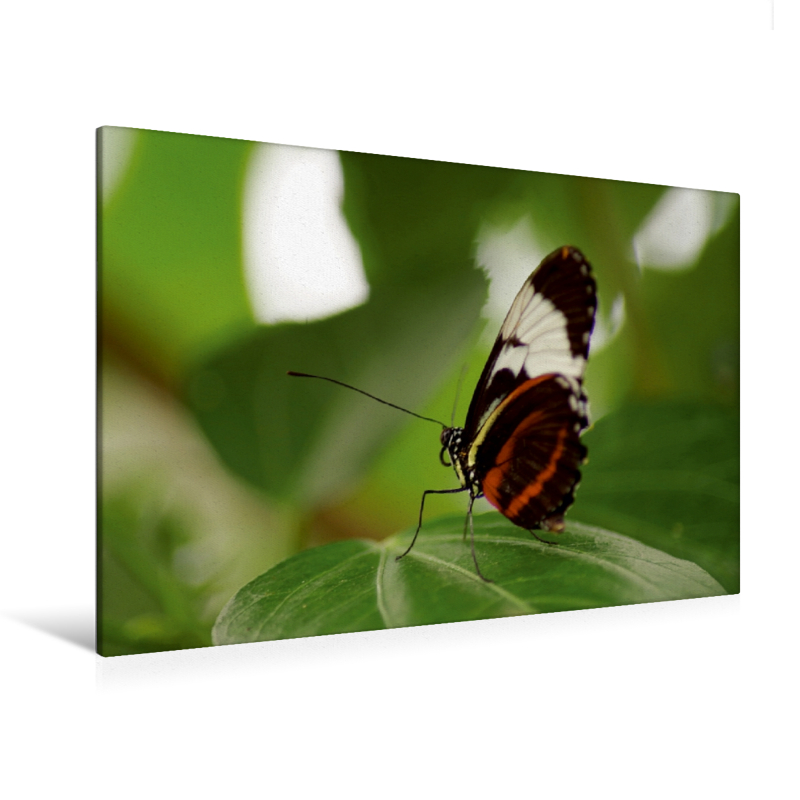 Ein Motiv aus dem Kalender "Zarte Schönheiten Exotische Schmetterlinge" / Planer (Premium Textil-Leinwand, Bild auf Keilrahmen)
