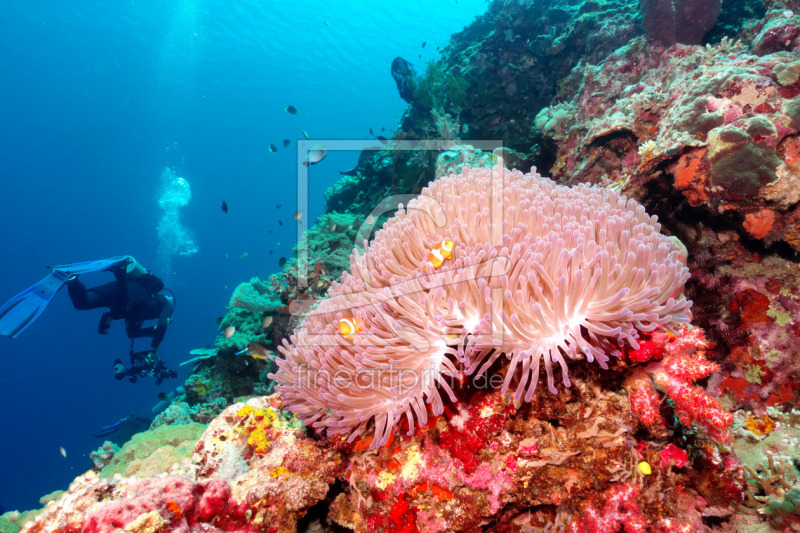 Clownfischlein in Anemone
