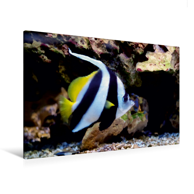Wimpelfisch (Heniochus acuminatus) (Premium Textil-Leinwand, Bild auf Keilrahmen)
