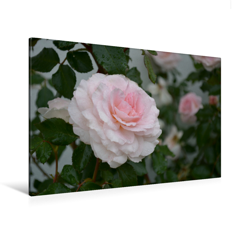 Rose in rosé - Ein Motiv aus dem Kalender Zarte Schönheiten - Bezaubernde Rosenblüten (Premium Textil-Leinwand, Bild auf Keilrahmen)