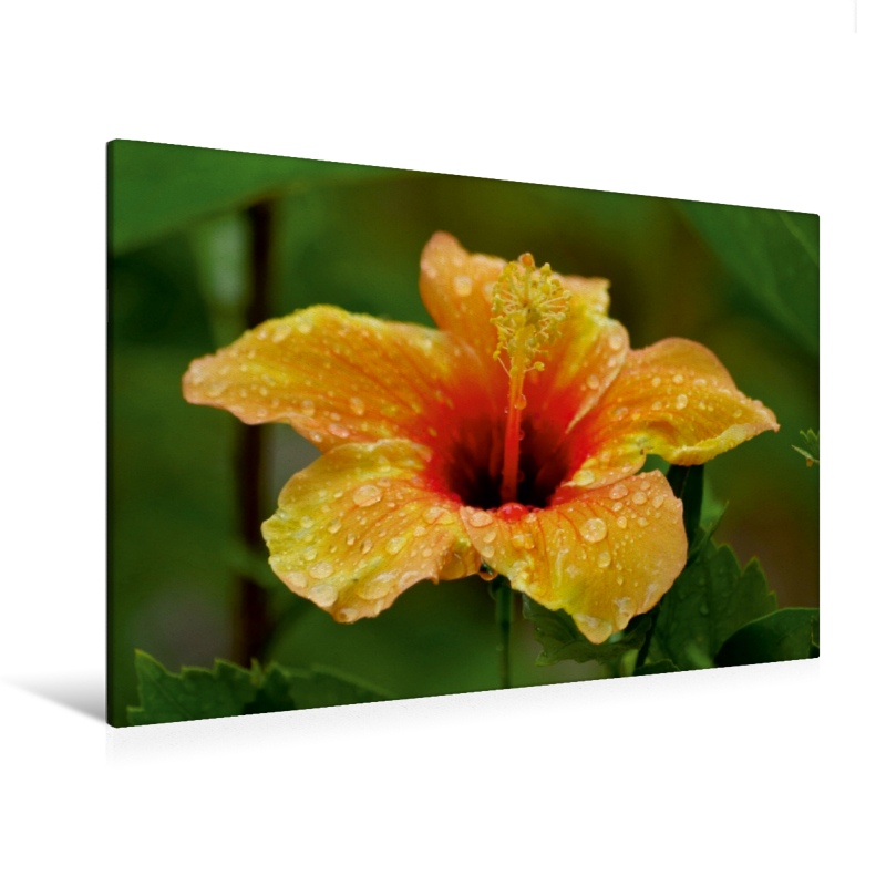 Ein Motiv aus dem Kalender "Zarte Schönheiten - Feine Hibiskusblüten" (Premium Textil-Leinwand, Bild auf Keilrahmen)