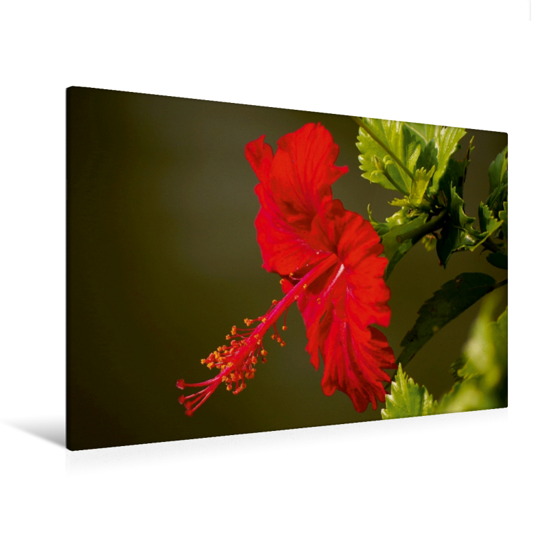 Ein Motiv aus dem Kalender Zarte Schönheiten - Feine Hibiskusblüten (Premium Textil-Leinwand, Bild auf Keilrahmen)