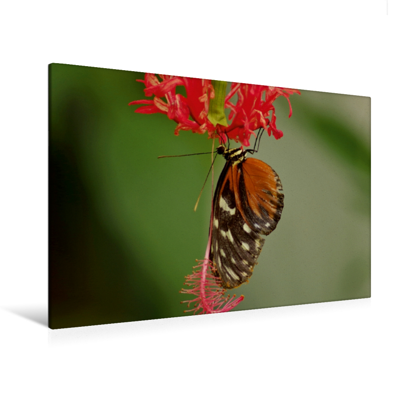 Tiger-Passionsblumenfalter - Ein Motiv aus dem Kalender Zarte Schönheiten - Feine Hibiskusblüten (Premium Textil-Leinwand, Bild auf Keilrahmen)