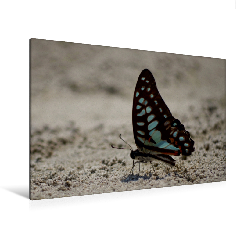 Graphium doson evemonides - Ein Motiv aus dem Kalender Zarte Schönheiten - Schmetterlinge aus Malaysia (Premium Textil-Leinwand, Bild auf Keilrahmen)
