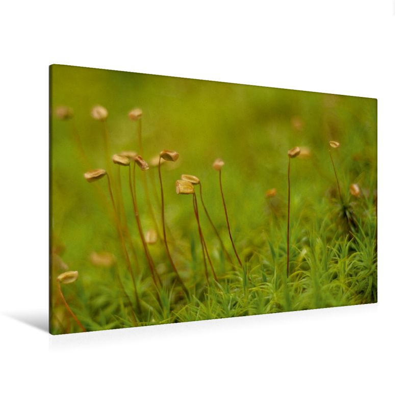 Moss mit Sporenkapseln - Ein Motiv aus dem Kalender Stille Welt Waldboden (Premium Textil-Leinwand, Bild auf Keilrahmen)