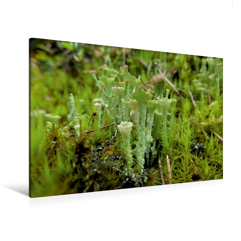 Flechte - Ein Motiv aus dem Kalender Stille Welt Waldboden (Premium Textil-Leinwand, Bild auf Keilrahmen)