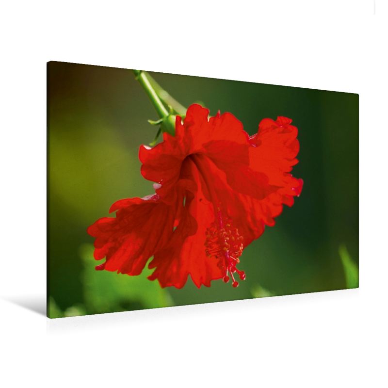 Ein Motiv aus dem Kalender Zarte Schönheiten - Herrliche Hibiskusblüten (Premium Textil-Leinwand, Bild auf Keilrahmen)