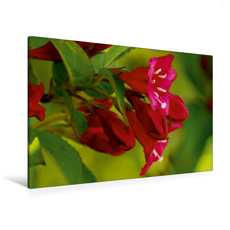 Weigelia (Premium Textil-Leinwand, Bild auf Keilrahmen)