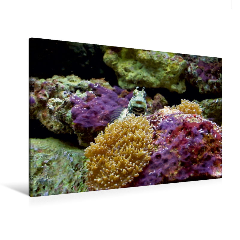 Ein Motiv aus dem Kalender Bunte Riffbewohner - Fische, Anemonen und noch viel mehr (Premium Textil-Leinwand, Bild auf Keilrahmen)