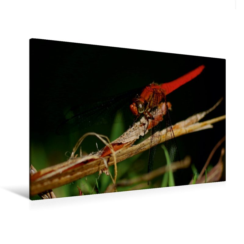 Orthetrum testaceum - Ein Motiv aus dem Kalender "Zarte Schönheiten - Libellen Malaysias" (Premium Textil-Leinwand, Bild auf Keilrahmen)
