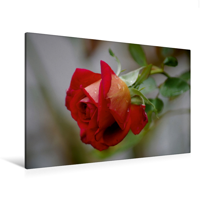 Ein Motiv aus dem Kalender Zarte Schönheiten - Bezaubernde Rosenblüten (Premium Textil-Leinwand, Bild auf Keilrahmen)