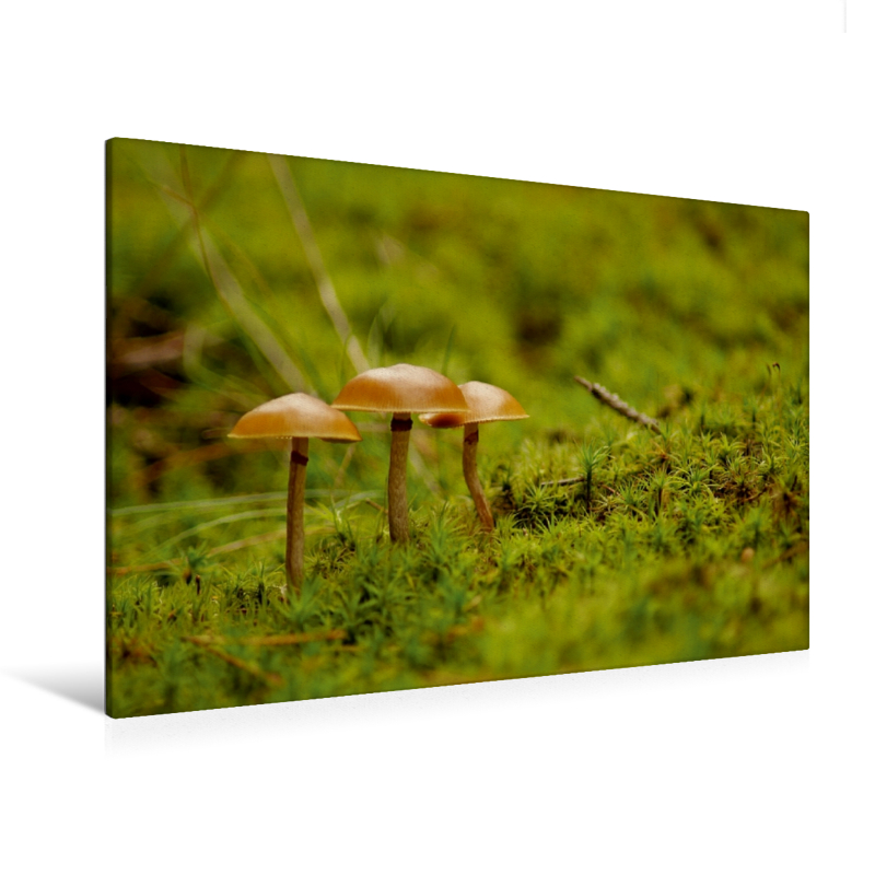Drei Brüder - Ein Motiv aus dem Kalender "Stille Welt Waldboden" (Premium Textil-Leinwand, Bild auf Keilrahmen)
