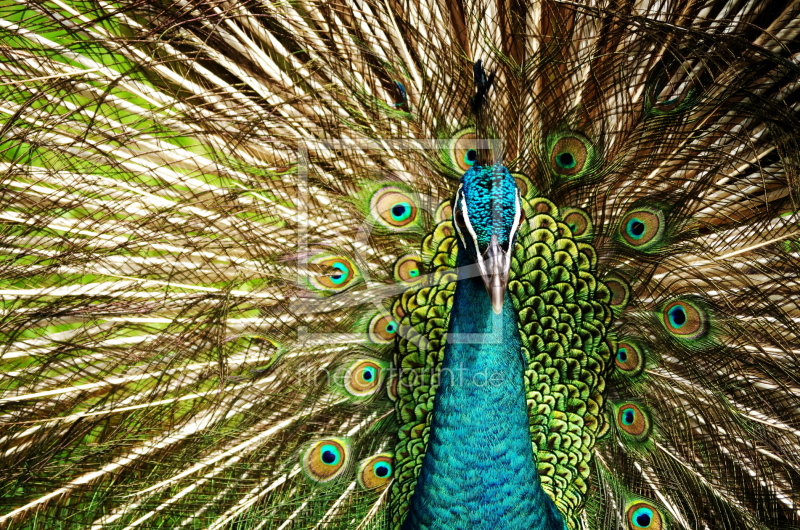 Pfau