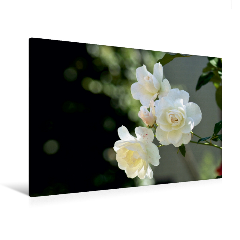 Ein Motiv aus dem Kalender Zarte Schönheiten - Rosenblüten (Premium Textil-Leinwand, Bild auf Keilrahmen)