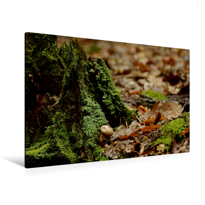 Habitat Altholz - Ein Motiv aus dem Kalender Stille Welt Waldboden (Premium Textil-Leinwand, Bild auf Keilrahmen)