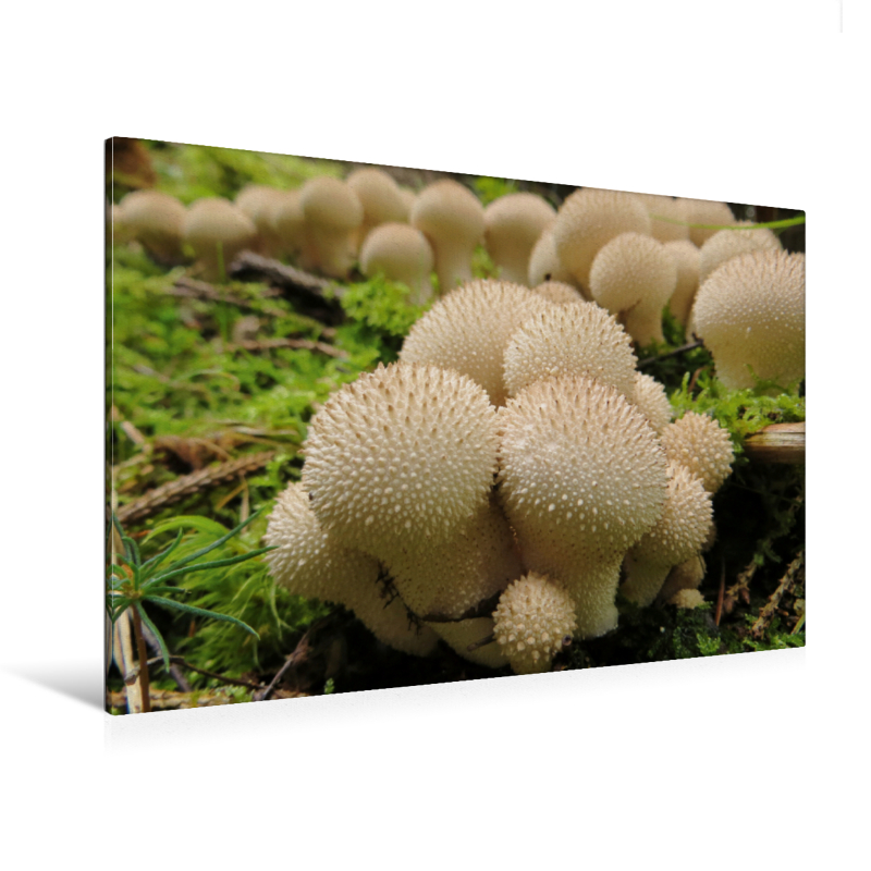 Bovist - Ein Motiv aus dem Kalender Stille Welt Waldboden (Premium Textil-Leinwand, Bild auf Keilrahmen)