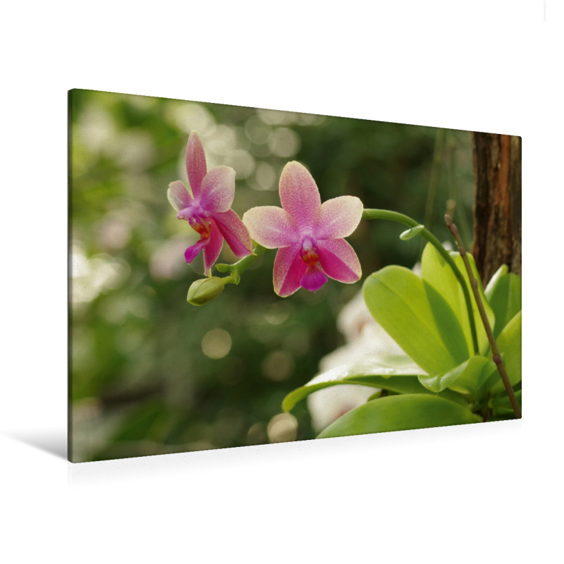 Orchidee rosé (Premium Textil-Leinwand, Bild auf Keilrahmen)