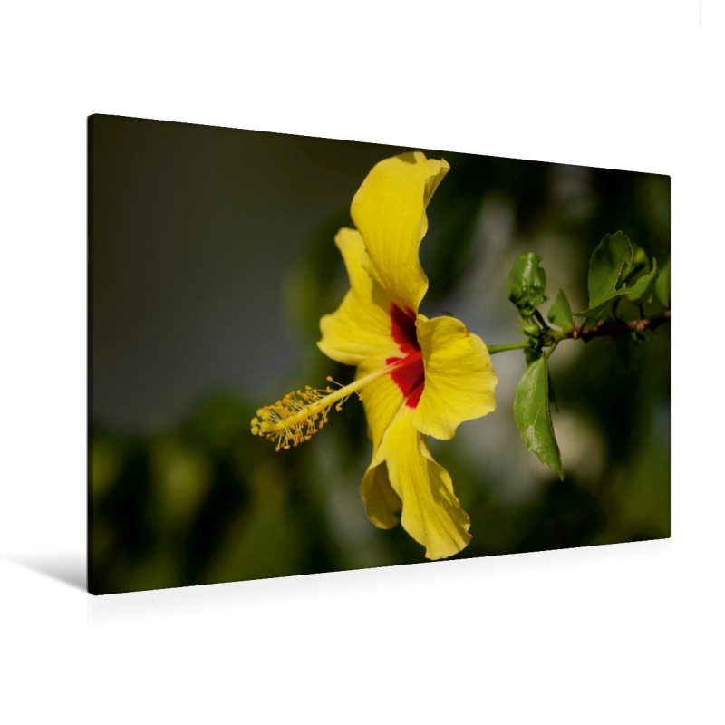 Ein Motiv aus dem Kalender Zarte Schönheiten - Feine Hibiskusblüten (Premium Textil-Leinwand, Bild auf Keilrahmen)