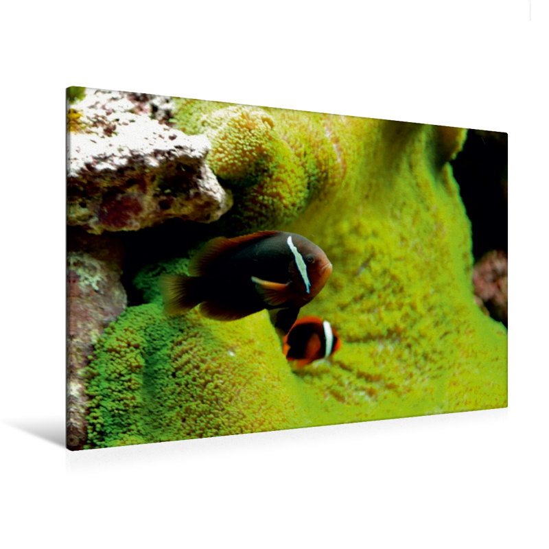 Weißbinden-Glühkohlen-Anemonenfisch (Amphiprion frenatus) (Premium Textil-Leinwand, Bild auf Keilrahmen)