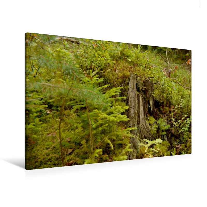Altes Holz, neues Leben - Ein Motiv aus dem Kalender "Stille Welt Waldboden" (Premium Textil-Leinwand, Bild auf Keilrahmen)