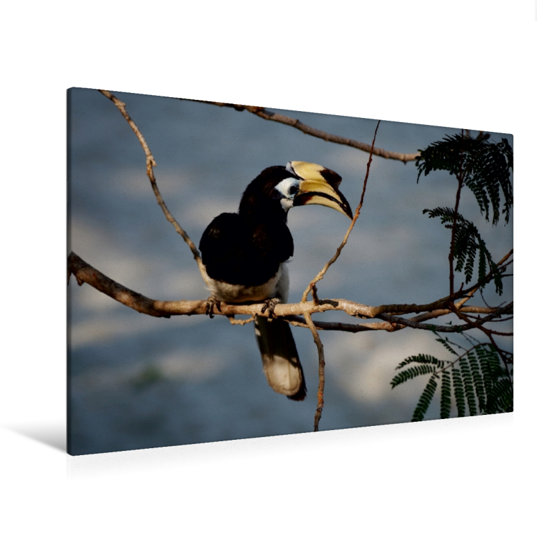Ein Motiv aus dem Kalender Orienthornvögel (Premium Textil-Leinwand, Bild auf Keilrahmen)
