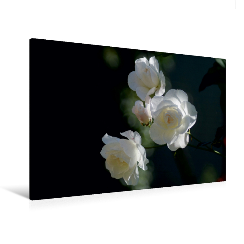 Ein Motiv aus dem Kalender Zarte Schönheiten - Bezaubernde Rosenblüten (Premium Textil-Leinwand, Bild auf Keilrahmen)