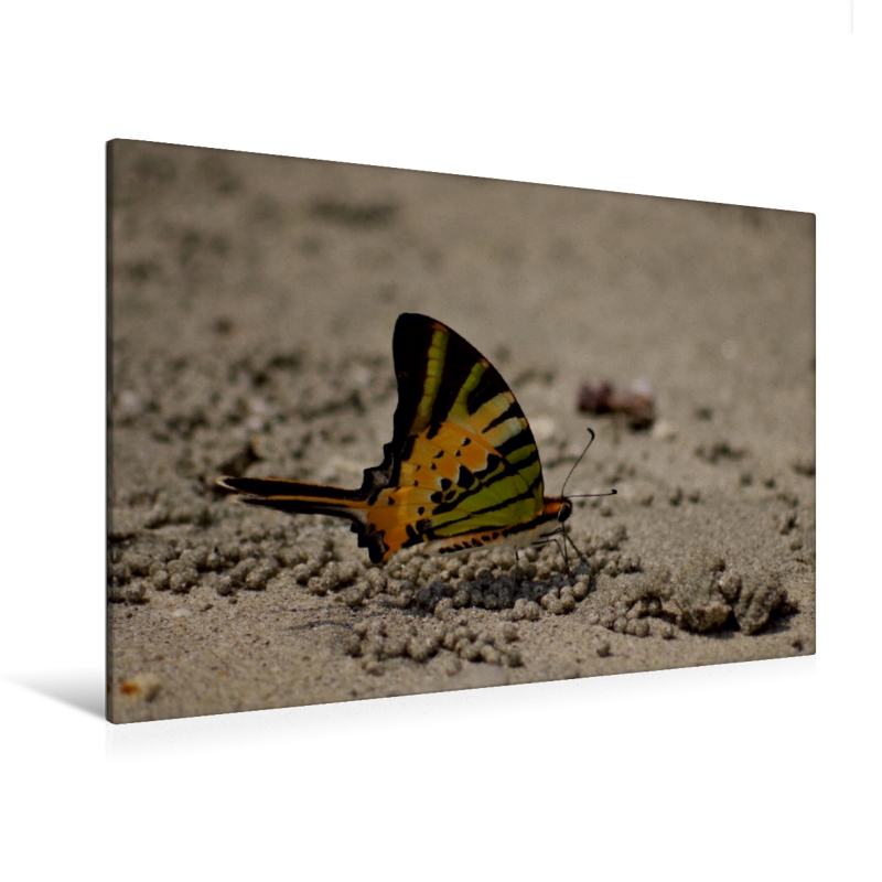 Graphium antiphates aus Malaysia - Ein Motiv aus dem Kalender Zarte Schönheiten - Schmetterlinge Malaysias (Premium Textil-Leinwand, Bild auf Keilrahmen)