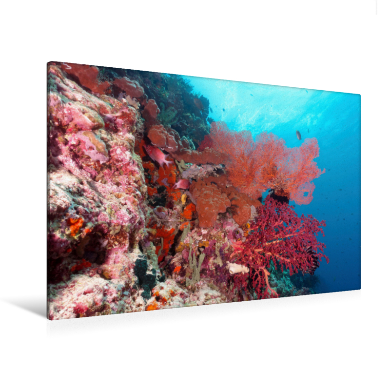 Soldatenfisch an roten Gorgonien (Premium Textil-Leinwand, Bild auf Keilrahmen)