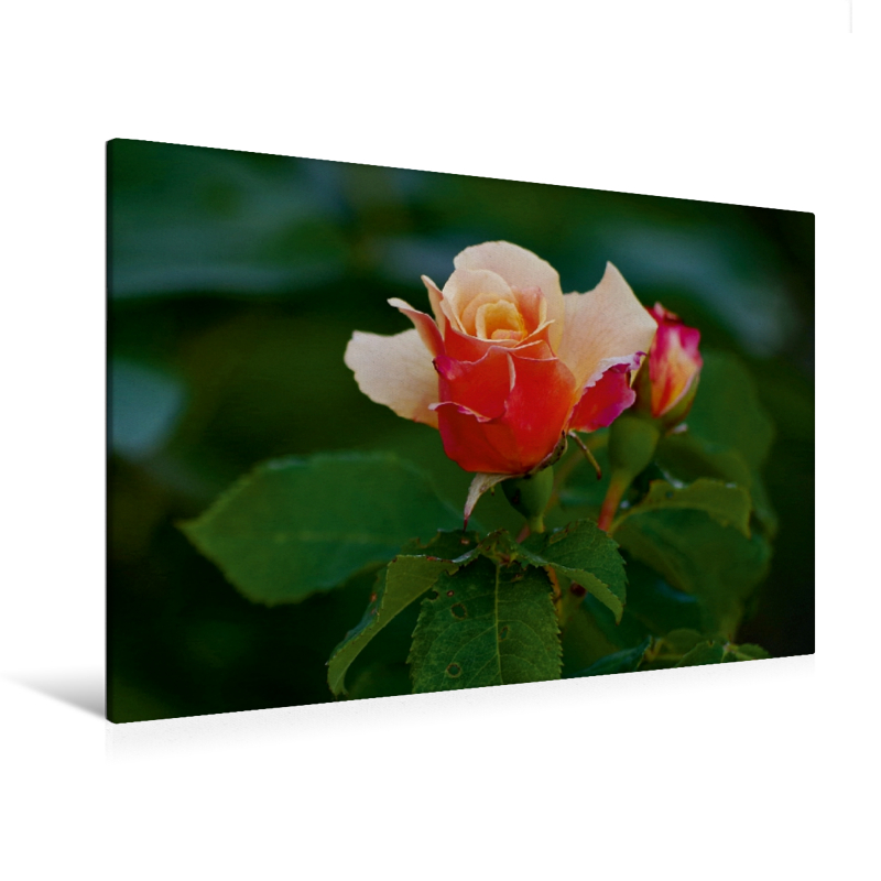 Ein Motiv aus dem Kalender Zarte Schönheiten - Bezaubernde Rosenblüten (Premium Textil-Leinwand, Bild auf Keilrahmen)