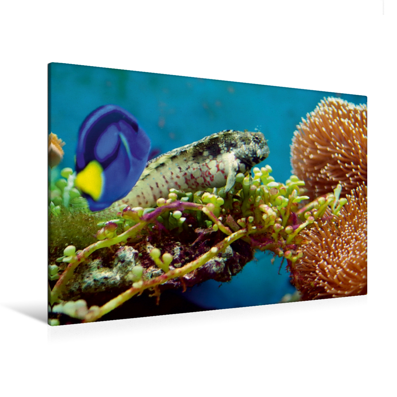 Ein Motiv aus dem Kalender Bunte Riffbewohner - Fische, Anemonen und noch viel mehr (Premium Textil-Leinwand, Bild auf Keilrahmen)