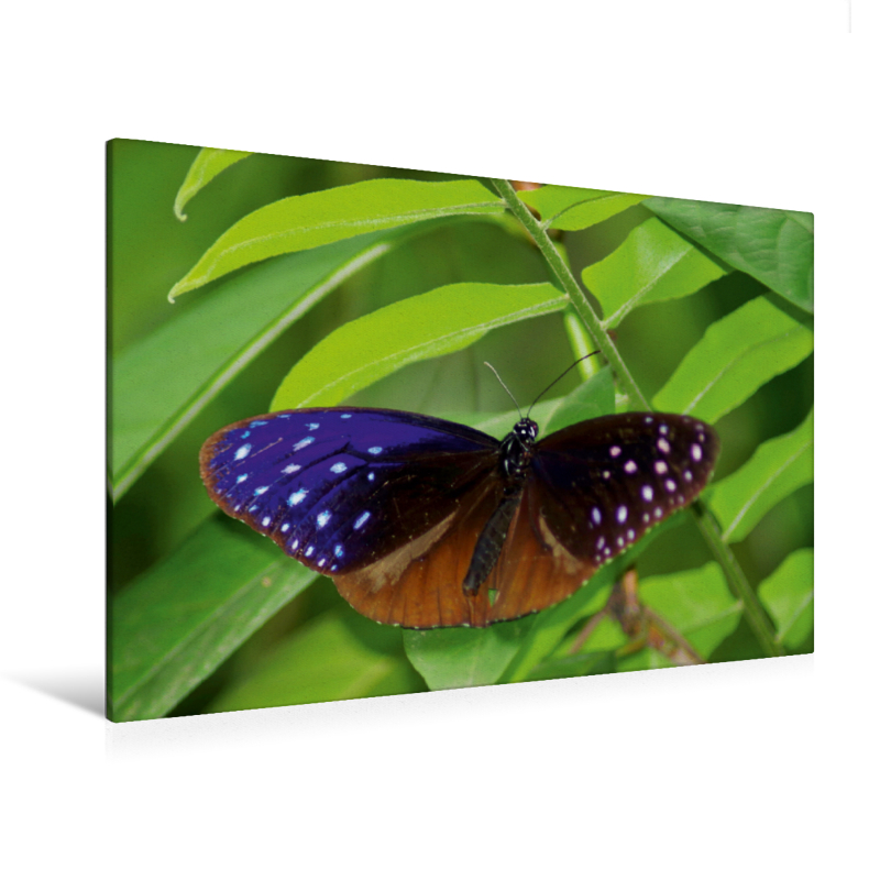 Euploea mulciber - Ein Motiv aus dem Kalender Zarte Schönheiten - Schmetterlinge Malaysias (Premium Textil-Leinwand, Bild auf Keilrahmen)