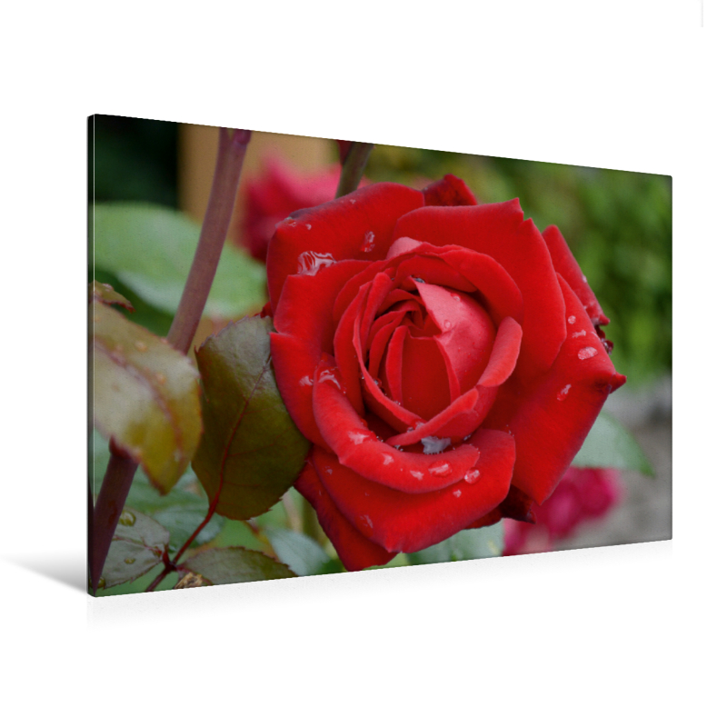 Rote Rose - Ein Motiv aus dem Kalender Zarte Schönheiten - Bezaubernde Rosenblüten (Premium Textil-Leinwand, Bild auf Keilrahmen)