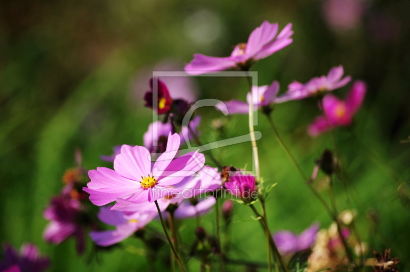 Schmuckkörbchen - Cosmea