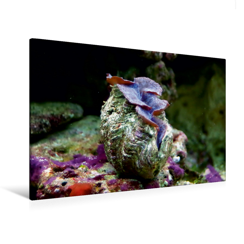 Riesenmuschel (Tridacna maxima) (Premium Textil-Leinwand, Bild auf Keilrahmen)