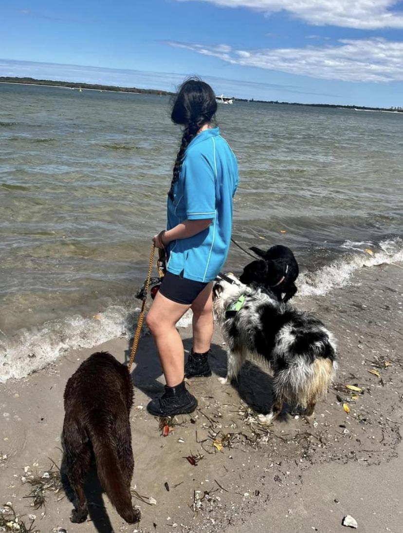 Galleries Pawesome Academy Gold Coast Doggy Daycare and Training