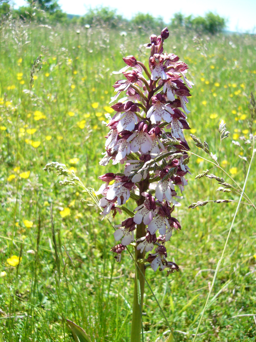 Orchis pourpre